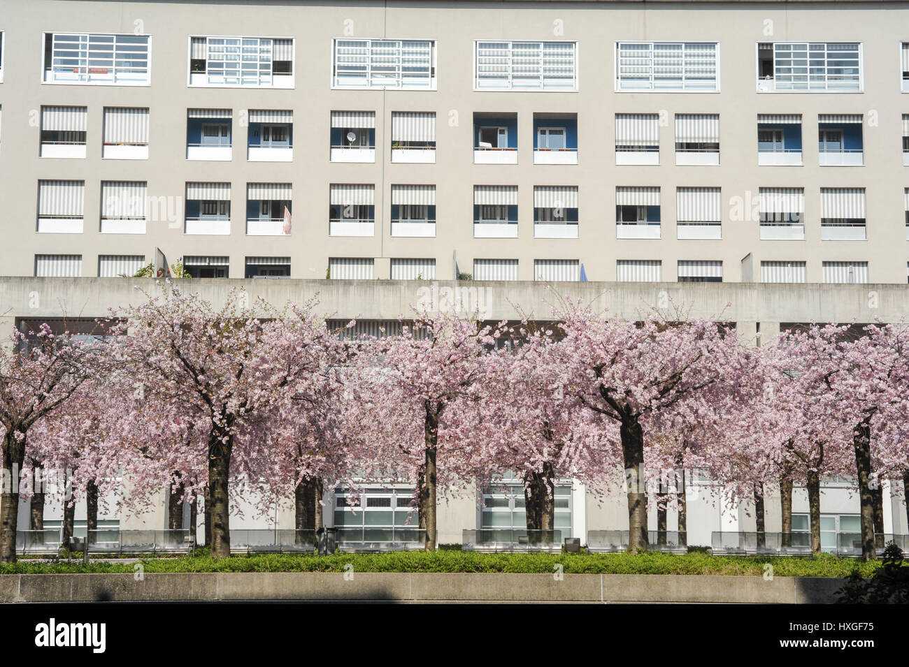 Albero di pesco in fiore su una piazza della città Foto Stock