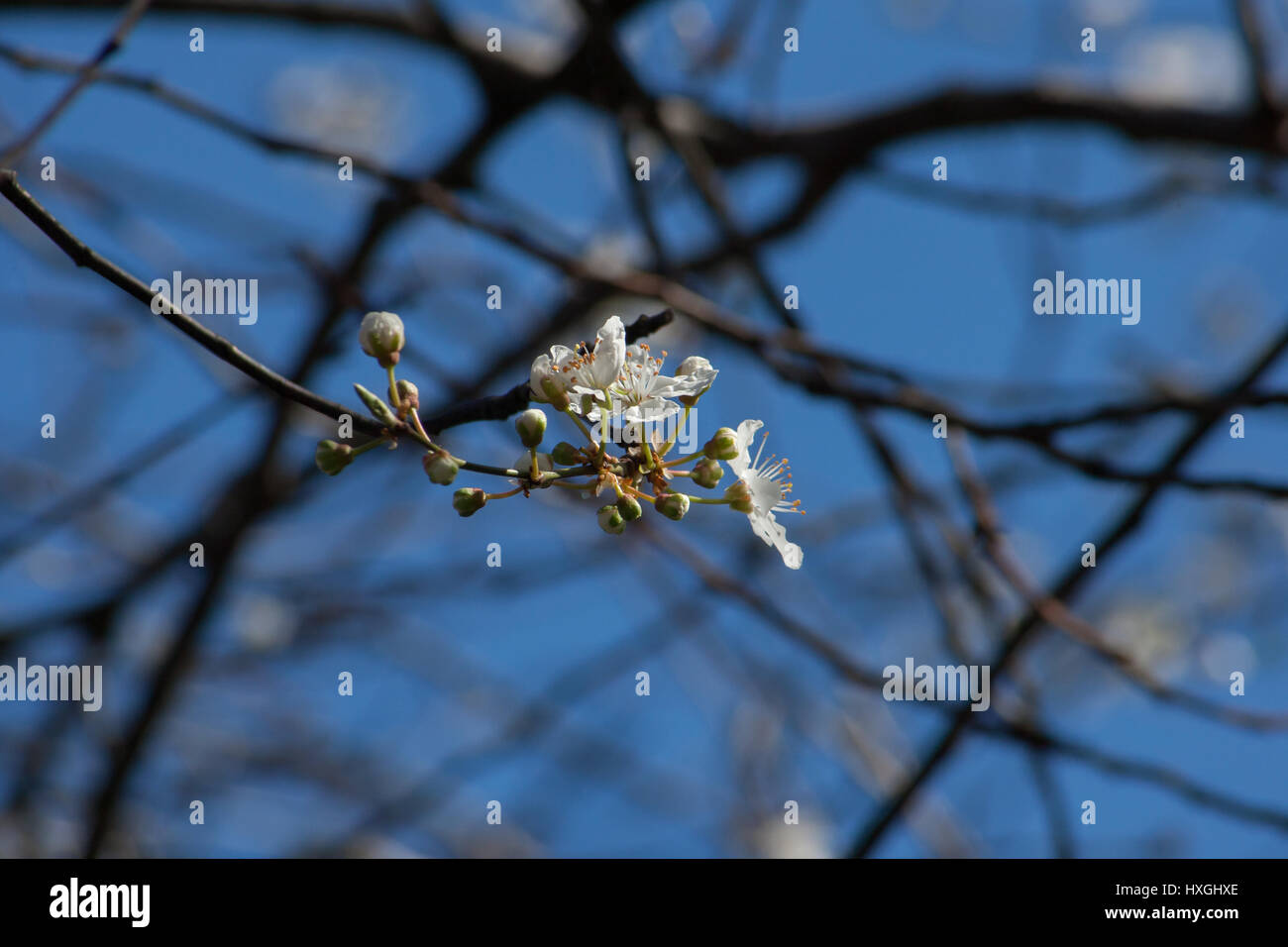 Impressioni dal parco pubblico in Berlin-Wilmersdorf. I fiori, le gemme al sole del mattino. Foto Stock