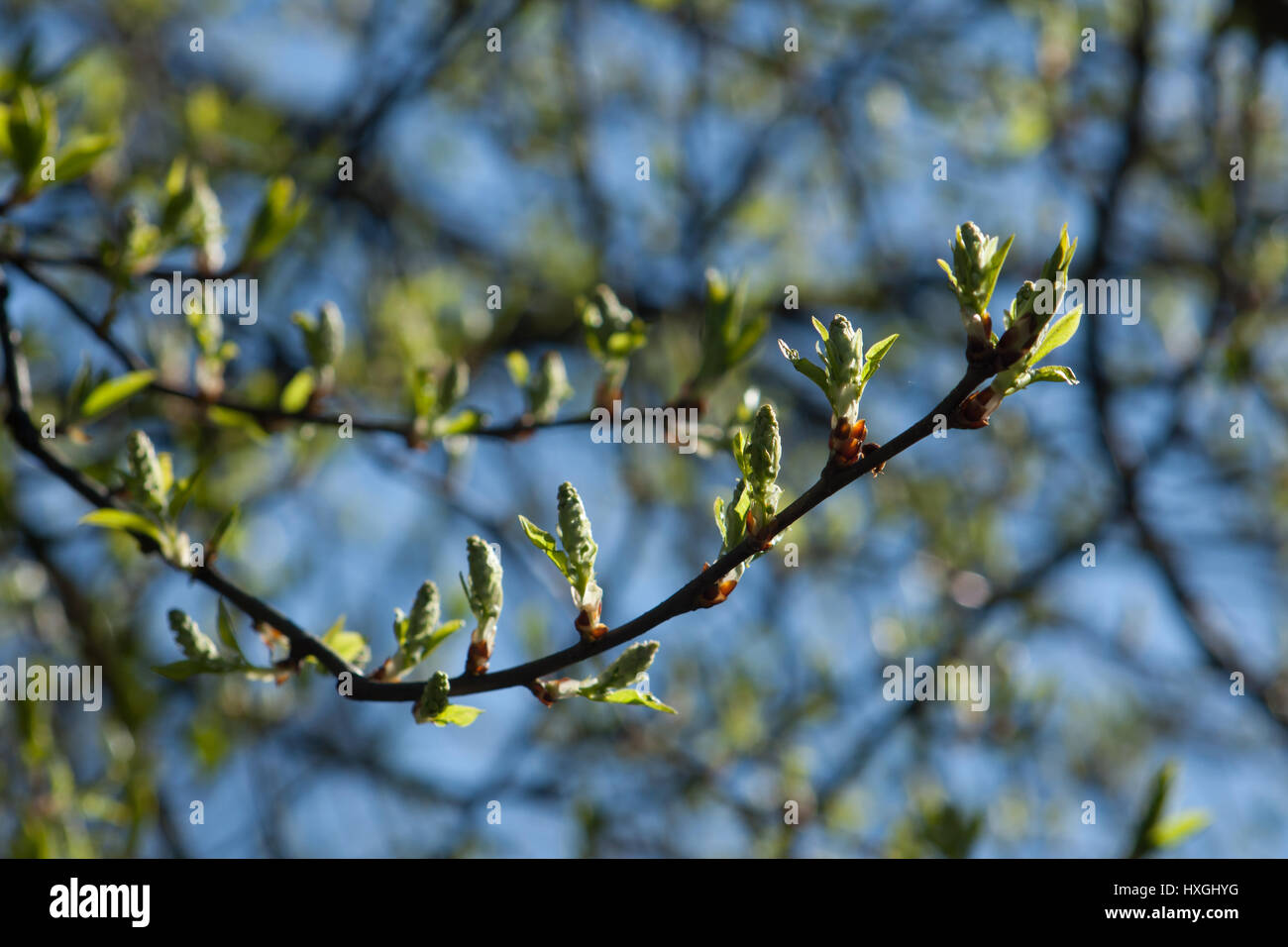 Impressioni dal parco pubblico in Berlin-Wilmersdorf. I fiori, le gemme al sole del mattino. Foto Stock