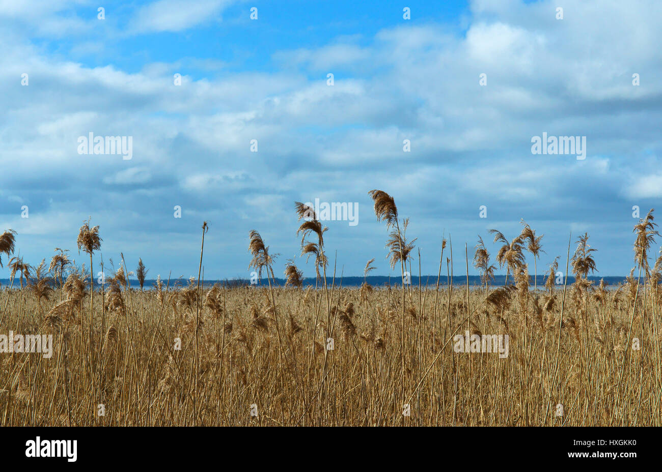 Giallo erba secca e cielo blu primavera estate Foto Stock