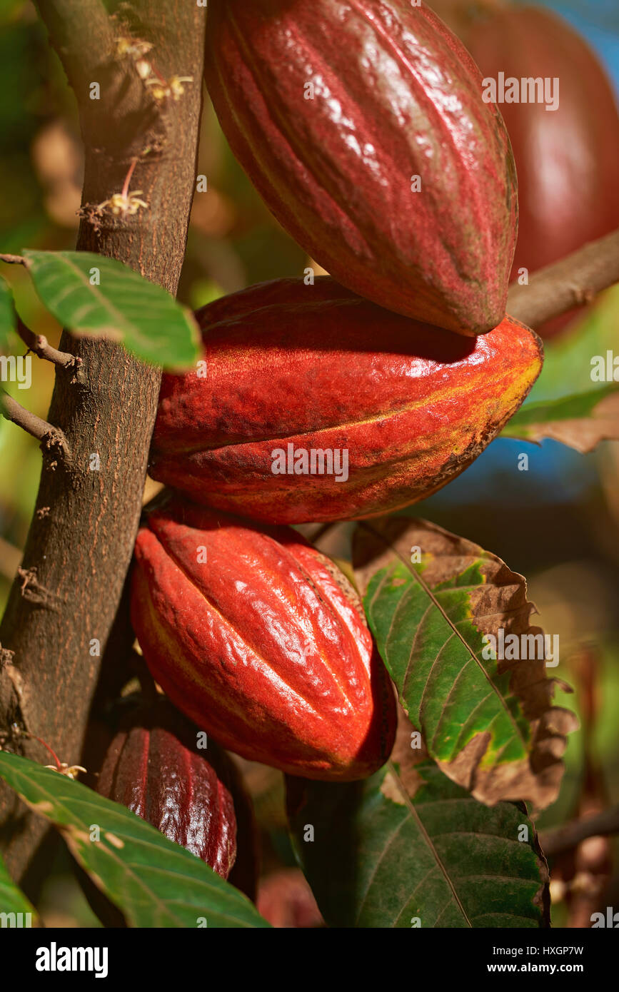 Vista dettagliata del rosso frutti di cacao pronta per il raccolto sulla fattoria naturale Foto Stock