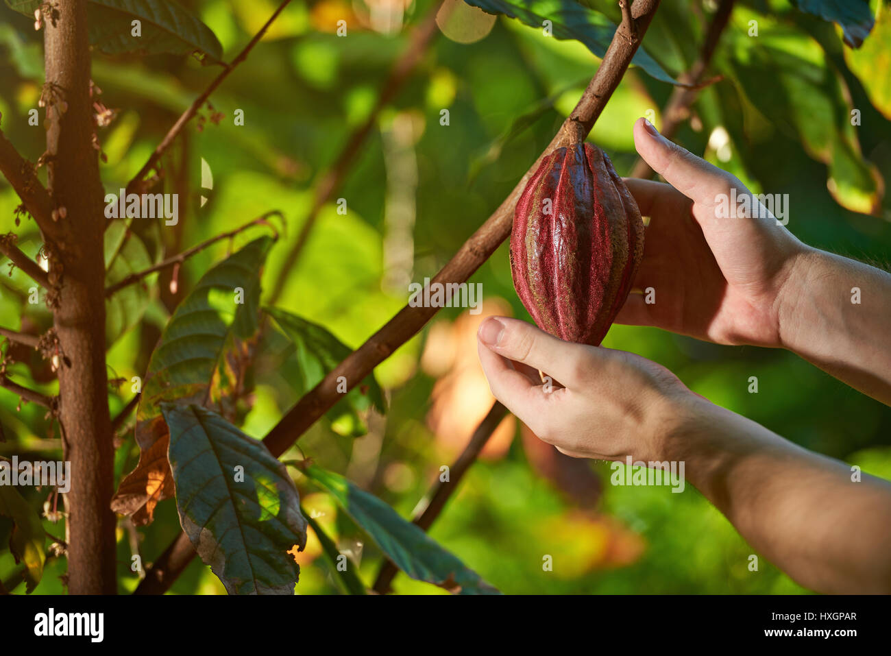 Il raccolto di cacao Cialde nel naturale piantagione di fattoria Foto Stock