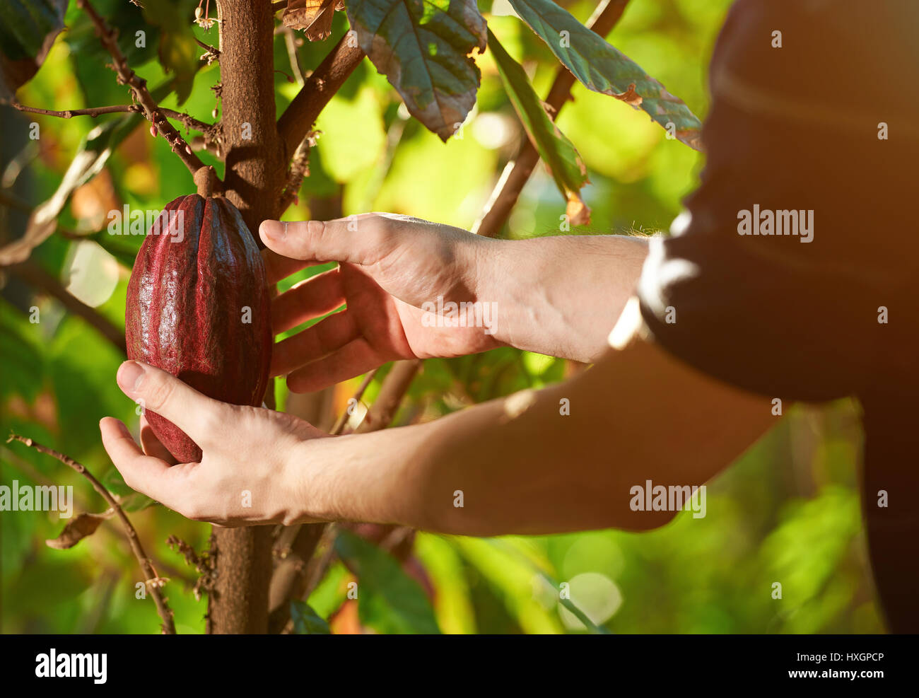 Il controllo della qualità del prodotto organico. Primo piano delle mani osservare rosso frutto di cacao Foto Stock