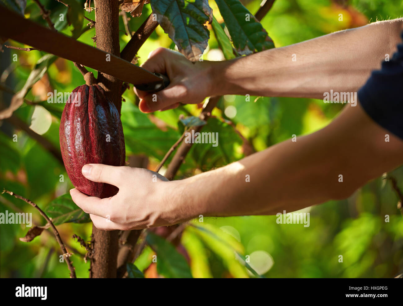 Il taglio della frutta di cacao da albero closeup su sfocato sfondo naturale Foto Stock