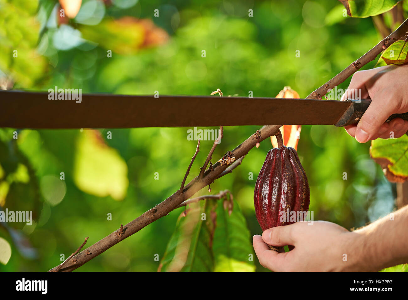 Taglio con machete rosso pod di cacao da albero sulla sfocatura dello sfondo del giardino Foto Stock
