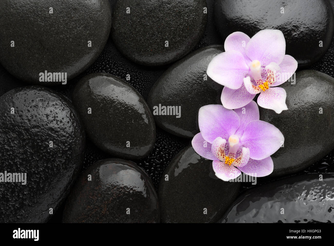 Due luce rosa orchidee giacente sul bagnato pietre nere. Visto dal di sopra. Concetto di Spa. Foto Stock
