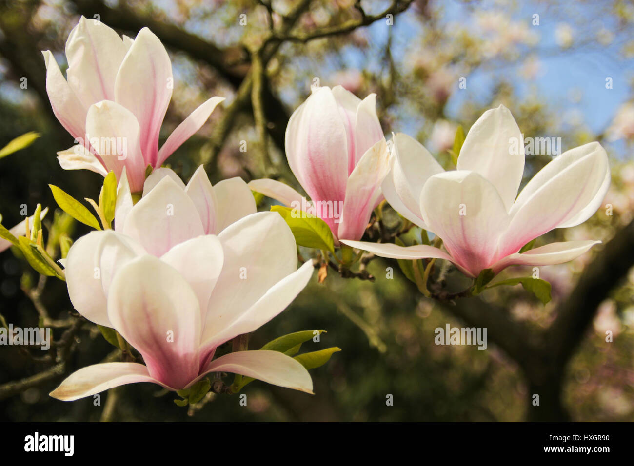 Bloomy albero di magnolia con grandi fiori di colore rosa Foto Stock