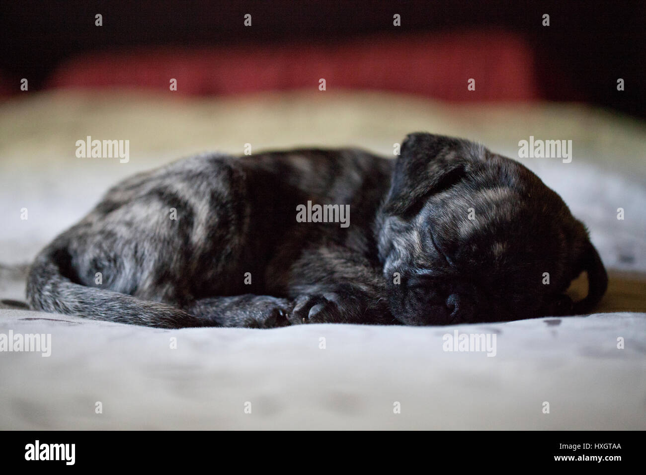Brindle pug cucciolo avente un pisolino su un letto confortevole. Foto Stock