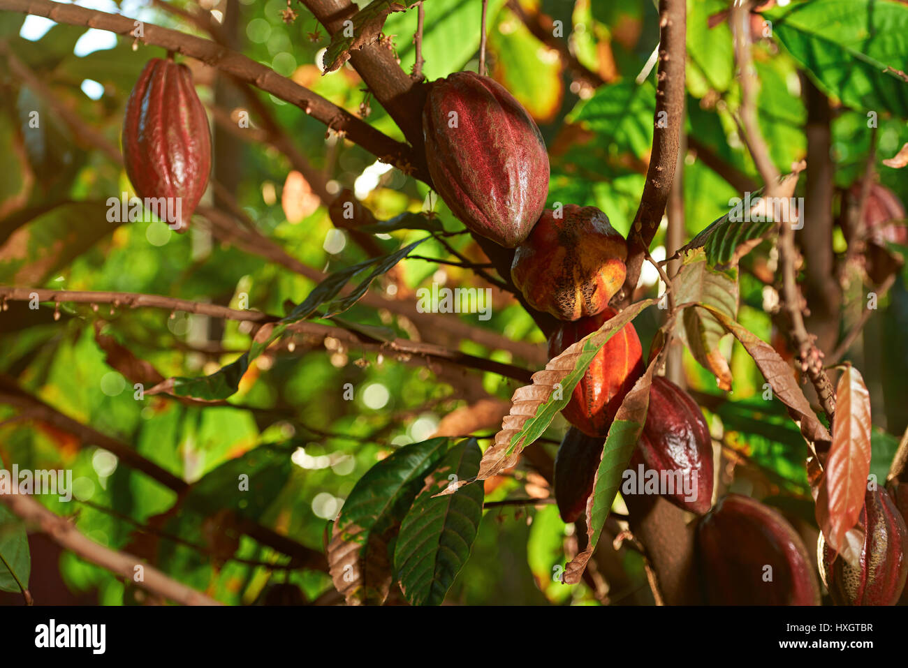 Cacao rosso impianto pod tree. Gruppo di frutta al cioccolato in fattoria naturale Foto Stock
