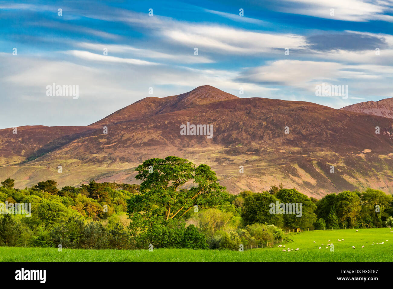 Purple Mountain, Parco Nazionale di Killarney, nella contea di Kerry, Irlanda Foto Stock