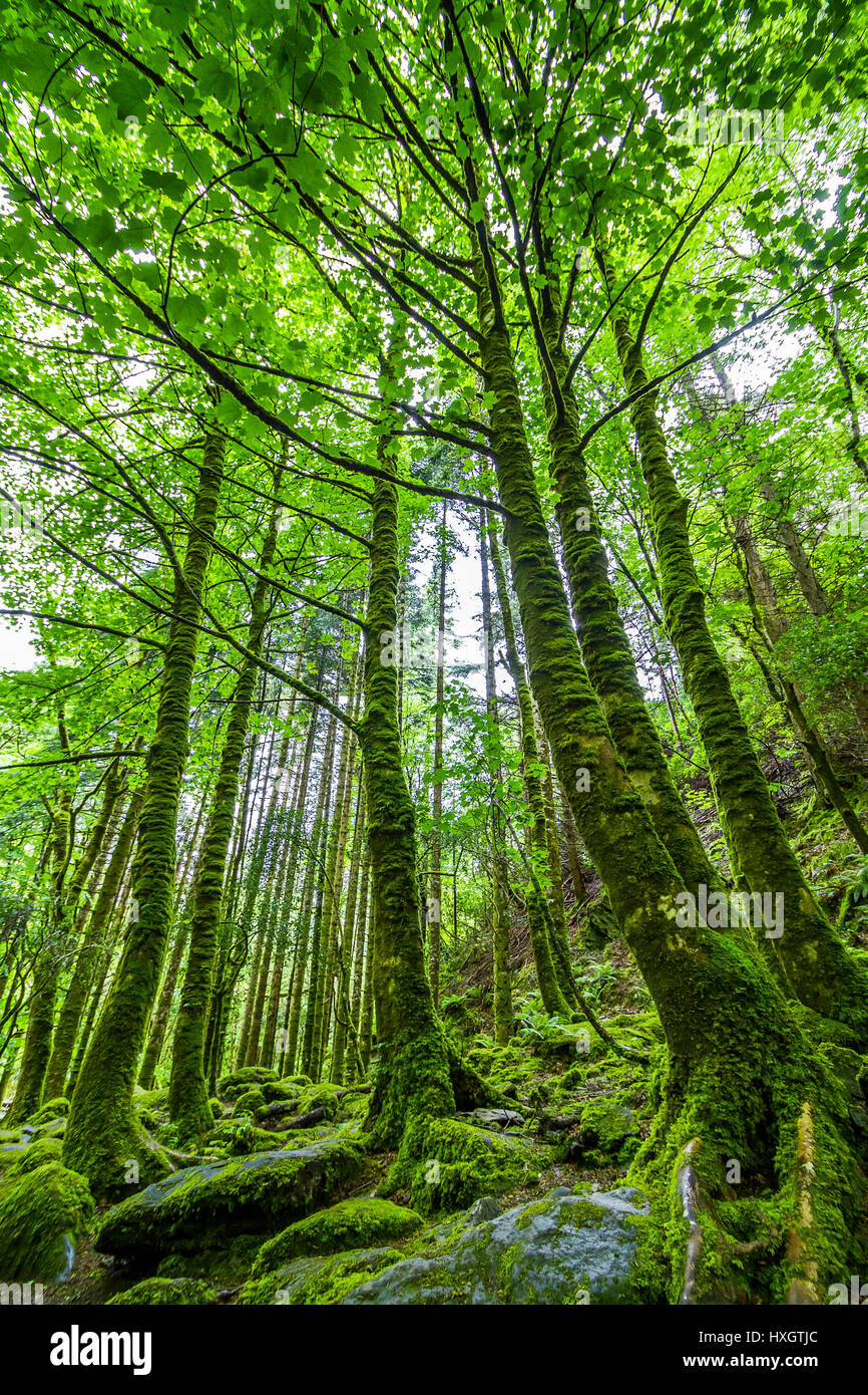 Mossy foresta nel parco nazionale di Killarney, beim Torc/cascata Torc Mountain, nella contea di Kerry, Irlanda Foto Stock