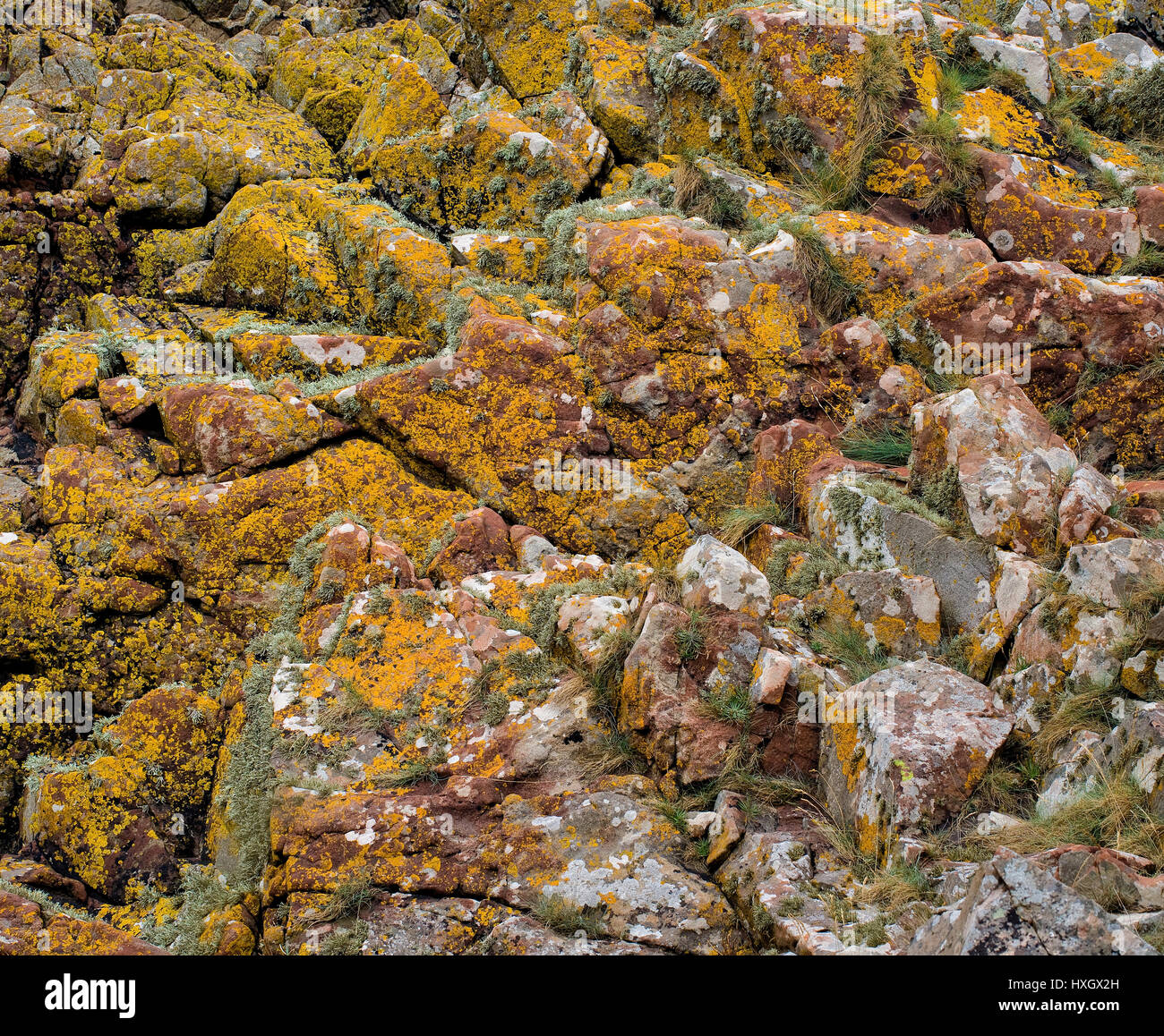 Calcare scogliere sul mare con colorate lichen comunità al punto di sabbia sul Severn Estuary in Somerset REGNO UNITO Foto Stock