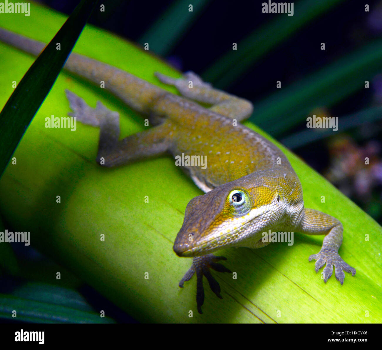 Camaleonte verde Foto Stock