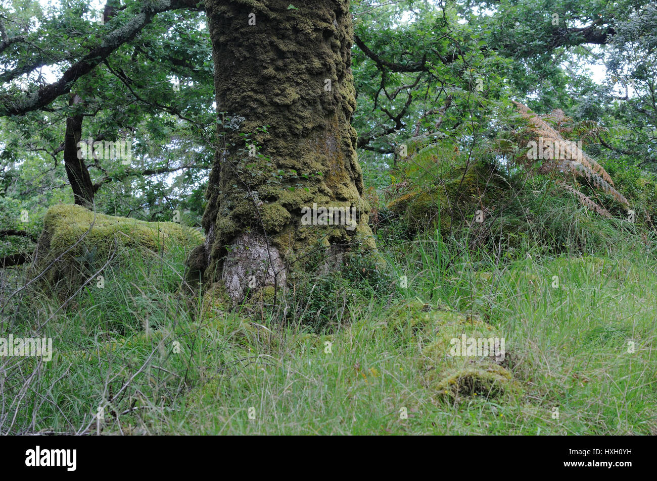 Gli alberi e il lichen rocce coperte in un antico legno di quercia Foto Stock
