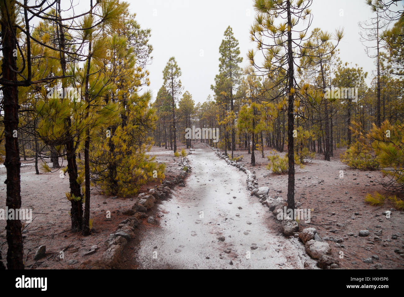 Il sentiero da Vilaflor de Chasna, Tenerife, Spagna Foto Stock