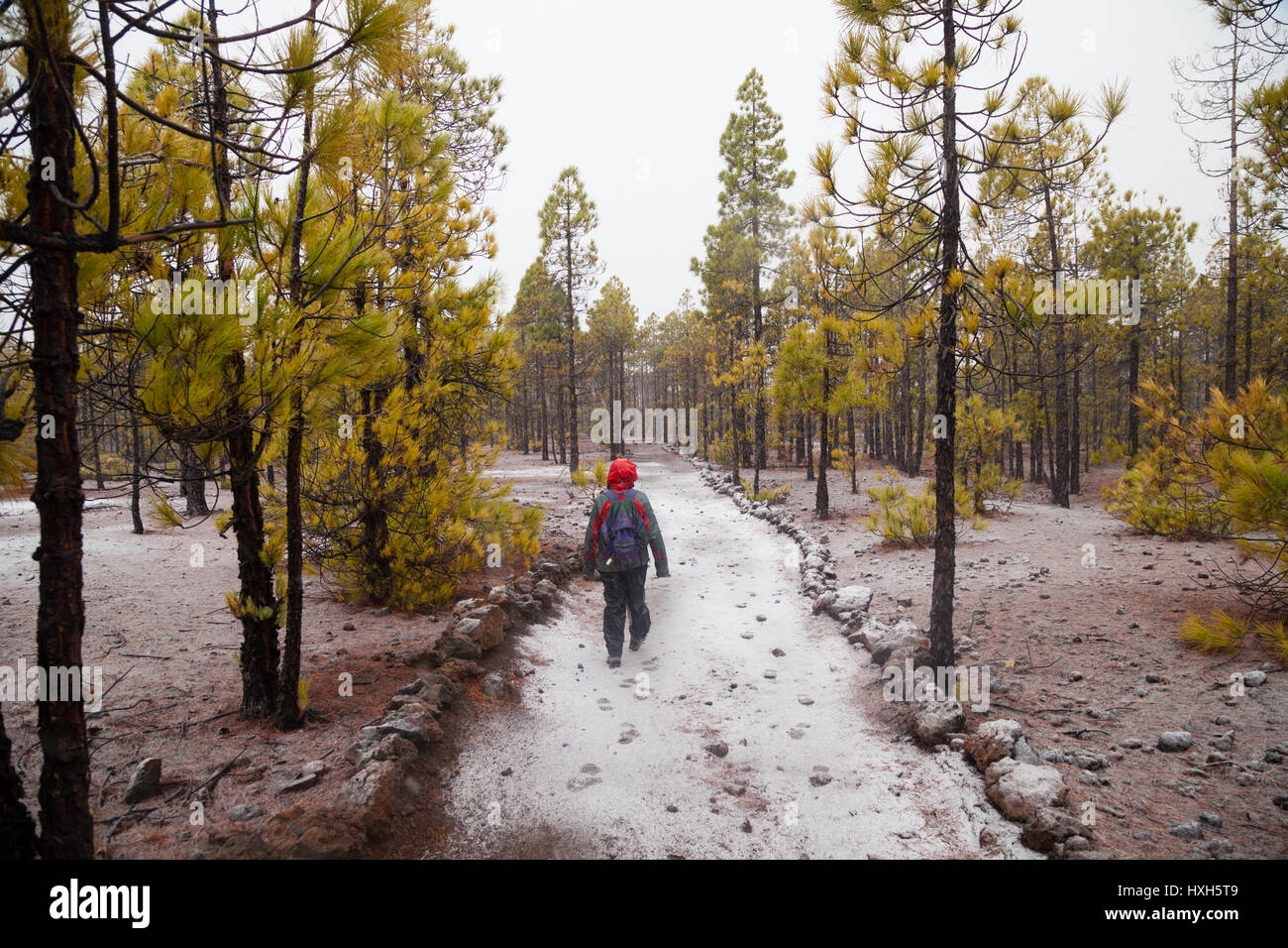 Il sentiero da Vilaflor de Chasna, Tenerife, Spagna Foto Stock