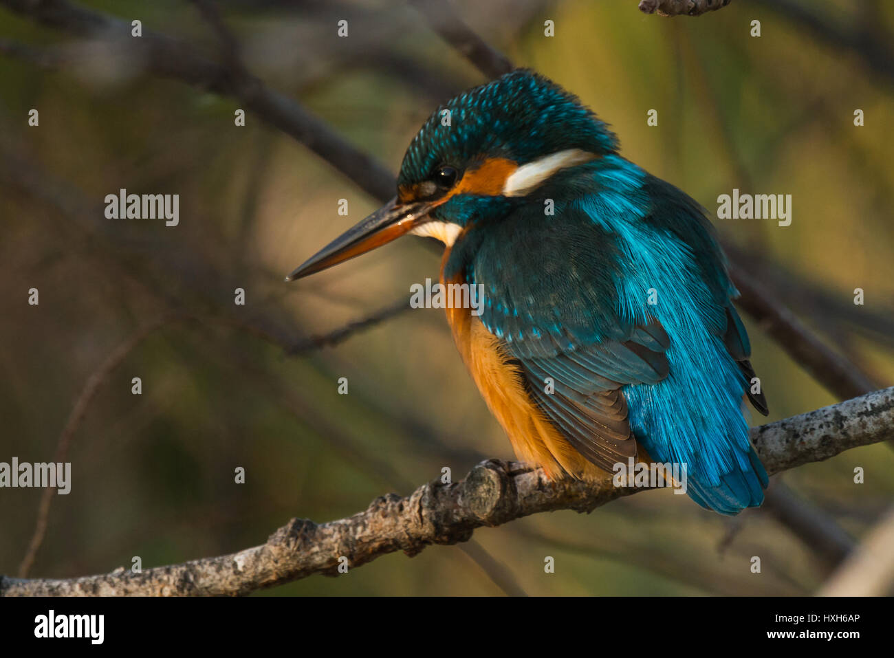 Kingfisher nel tree - Alcedo atthis seduto in una struttura ad albero Foto Stock