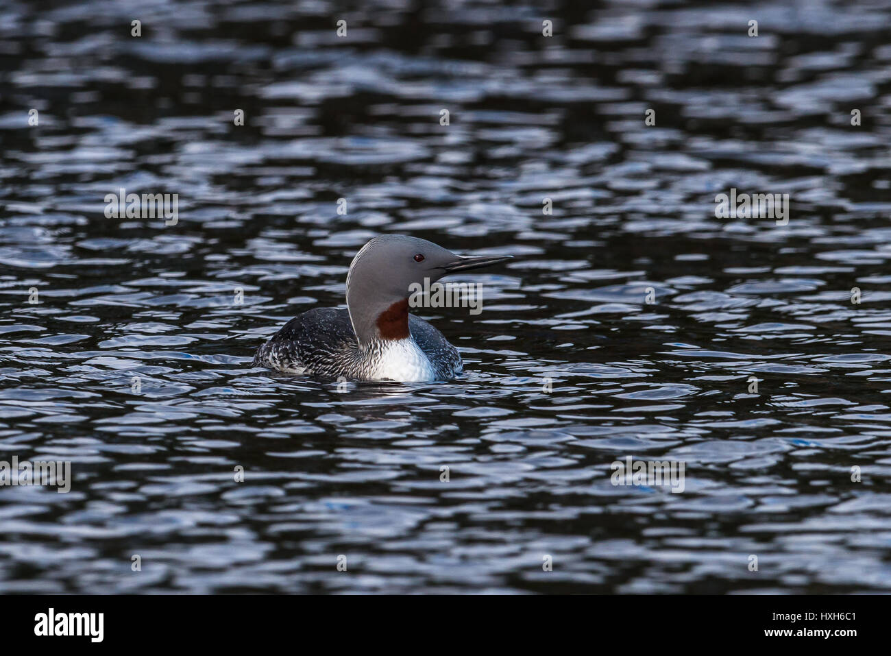 Star divers red-throated loon rosso-throated diver Gavia stellata sulle sponde di un lago in Svezia Foto Stock