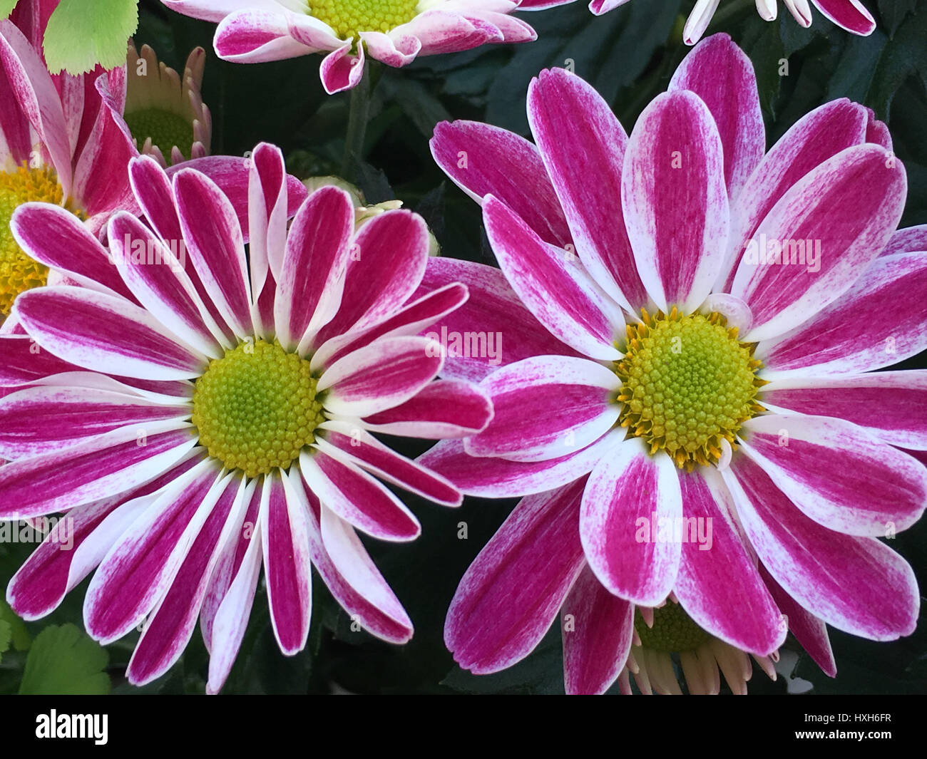 Crisantemi Foto Stock