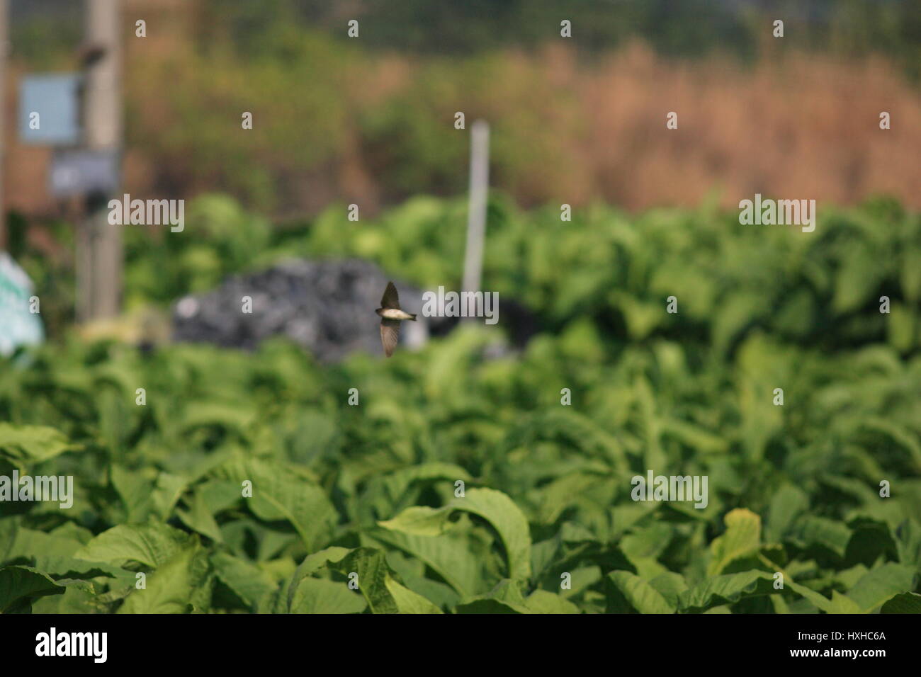 Marrone-throated martin o Normale Martin (Riparia paludicola) in Taiwan Foto Stock