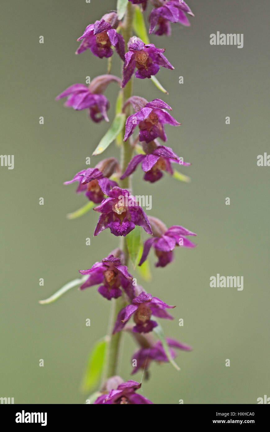 Rosso scuro o Helleborine Royal Helleborine (atrorubens bergonii) in fiore. Foto Stock