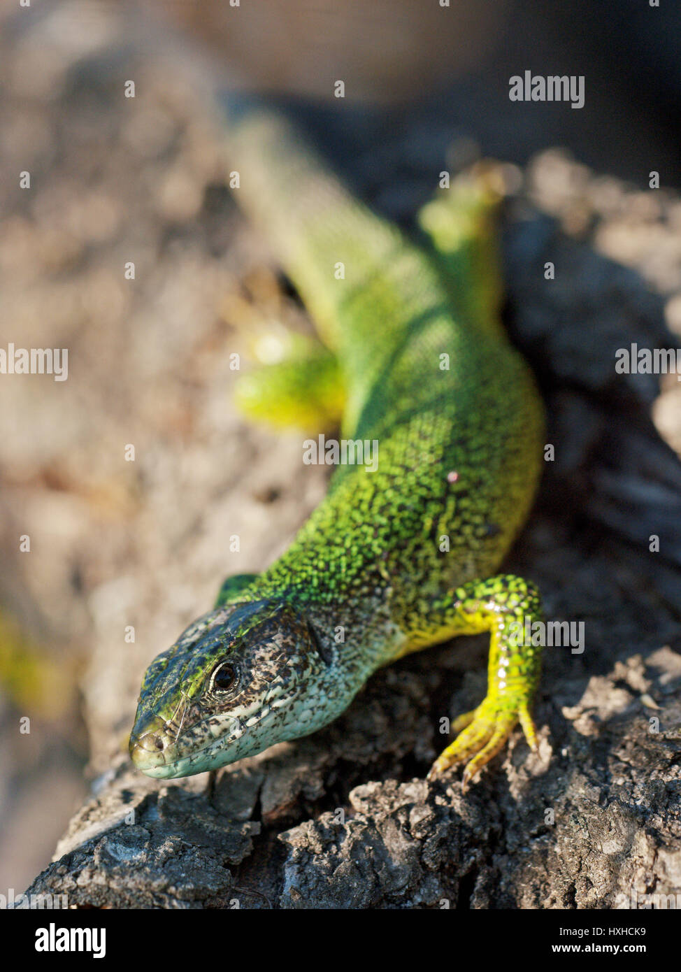 Unione ramarro (Lacerta viridis) di intrufolarsi fino mentre godendo il sole pomeridiano. Foto Stock