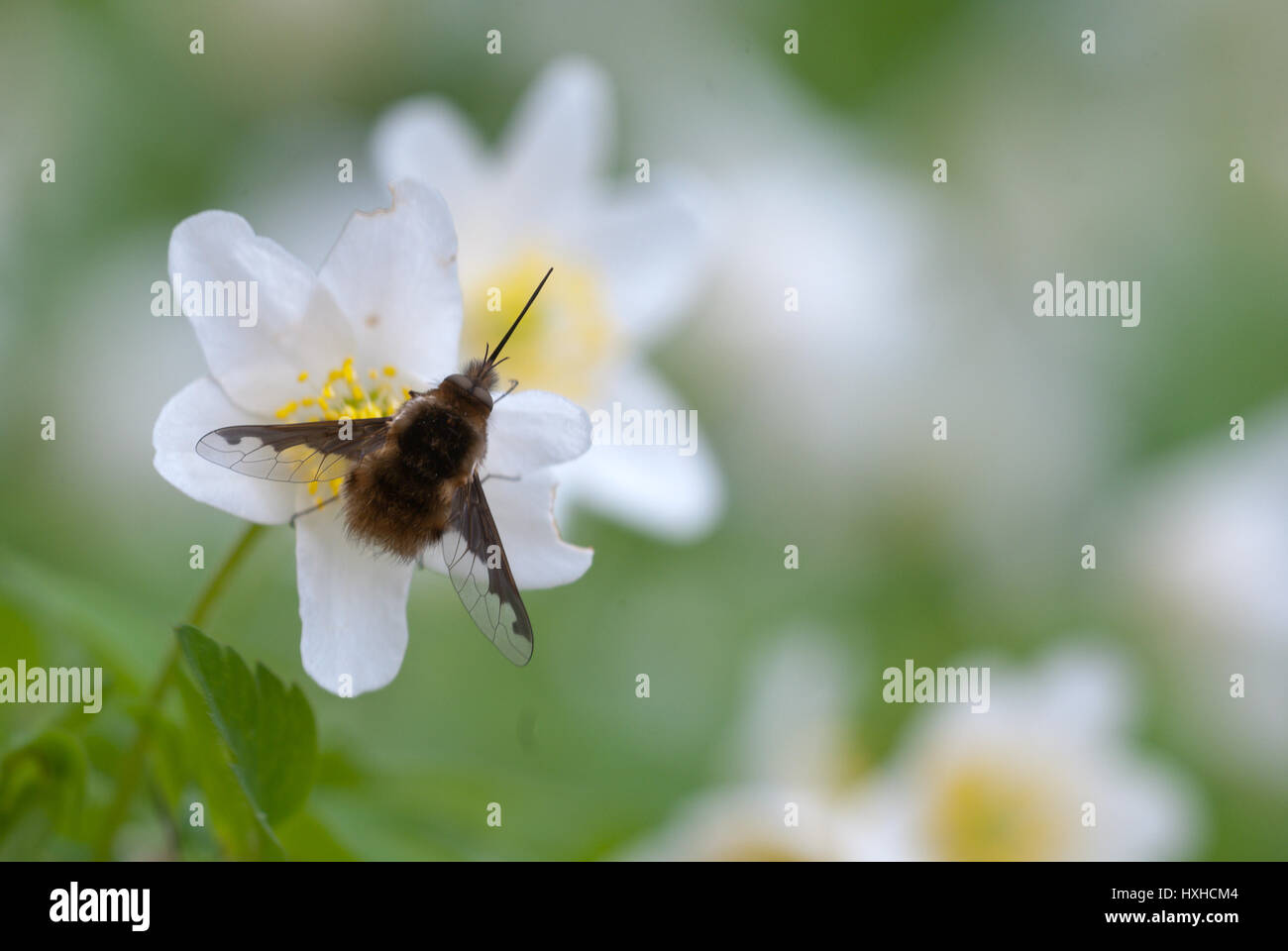 Grandi Bee-fly (Bombylius major), un'ape imitare con lunga proboscide, sul fiore del legno (anemone Anemone nemorosa ,), una prima molla di fioritura delle piante. Foto Stock