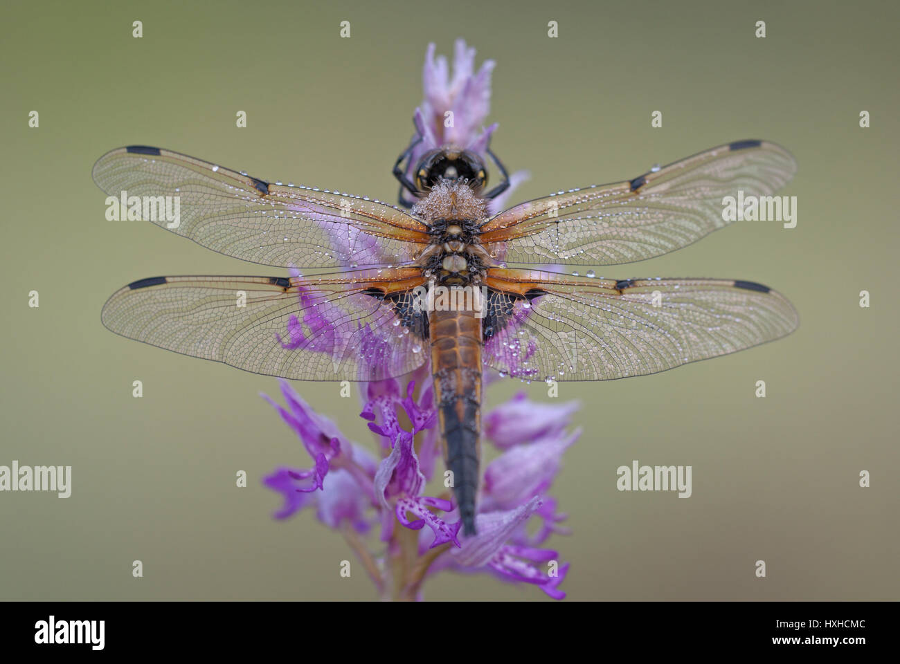 Quattro-spotted chaser (Libellula quadrimaculata) appoggiato sul viola fluorescenza di un militare di orchidea (Orchis militaris). Foto Stock