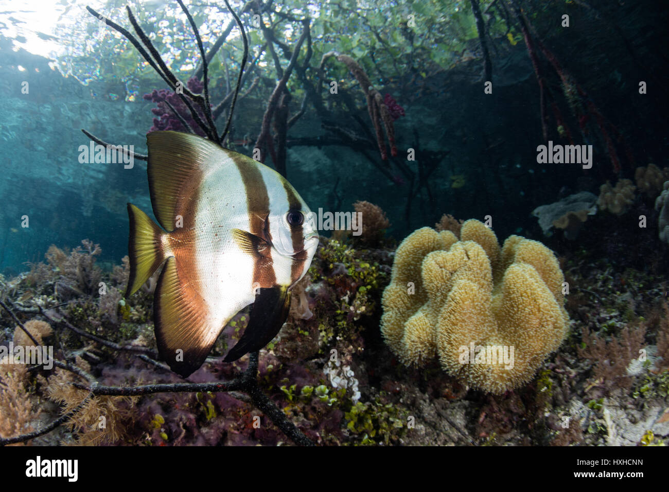 Un Longfin spadefish nuota lungo il bordo di un blu acqua mangrove in Raja Ampat, Indonesia. Questa regione è nota per i è la biodiversità marina. Foto Stock