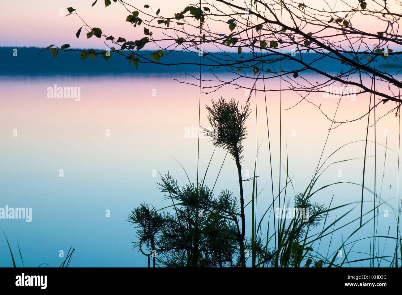 Scenic twilight su calmo lago foresta con focus sui rami Foto Stock