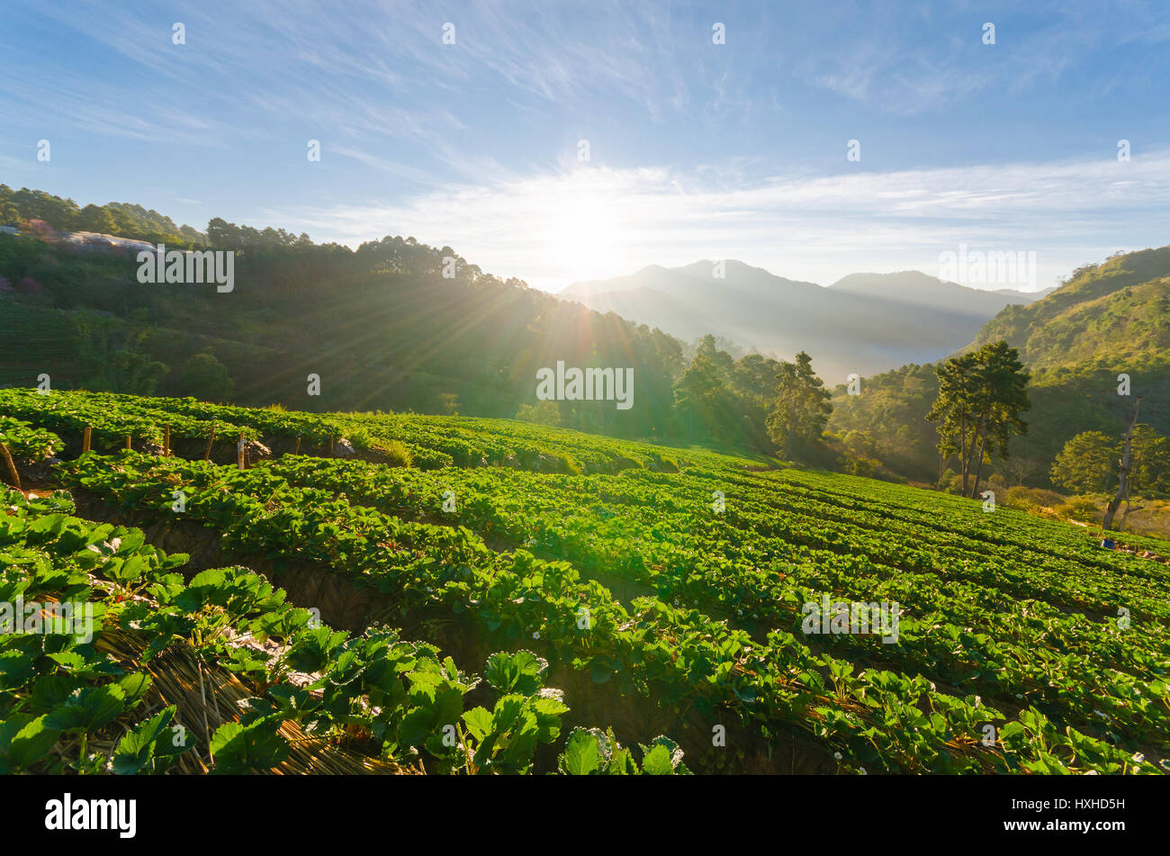 Campo di fragole e sole al mattino a Doi Angkhang Chiang Mai Thailandia Foto Stock