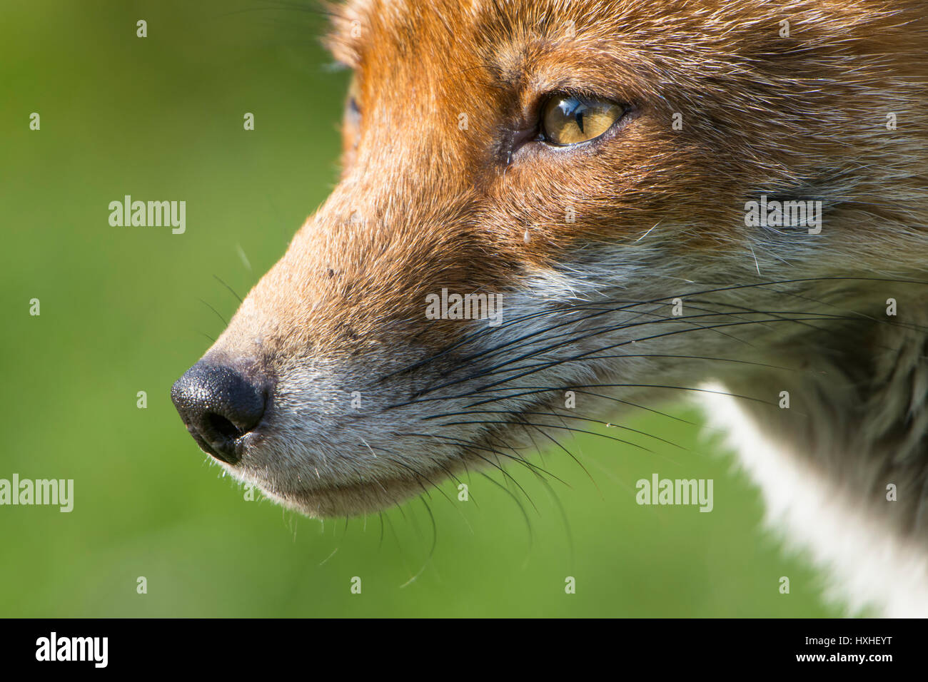 Extreme close up del viso e del muso di un Rosso volpe (Vulpes vulpes) vixen, Hastings, East Sussex, Regno Unito Foto Stock