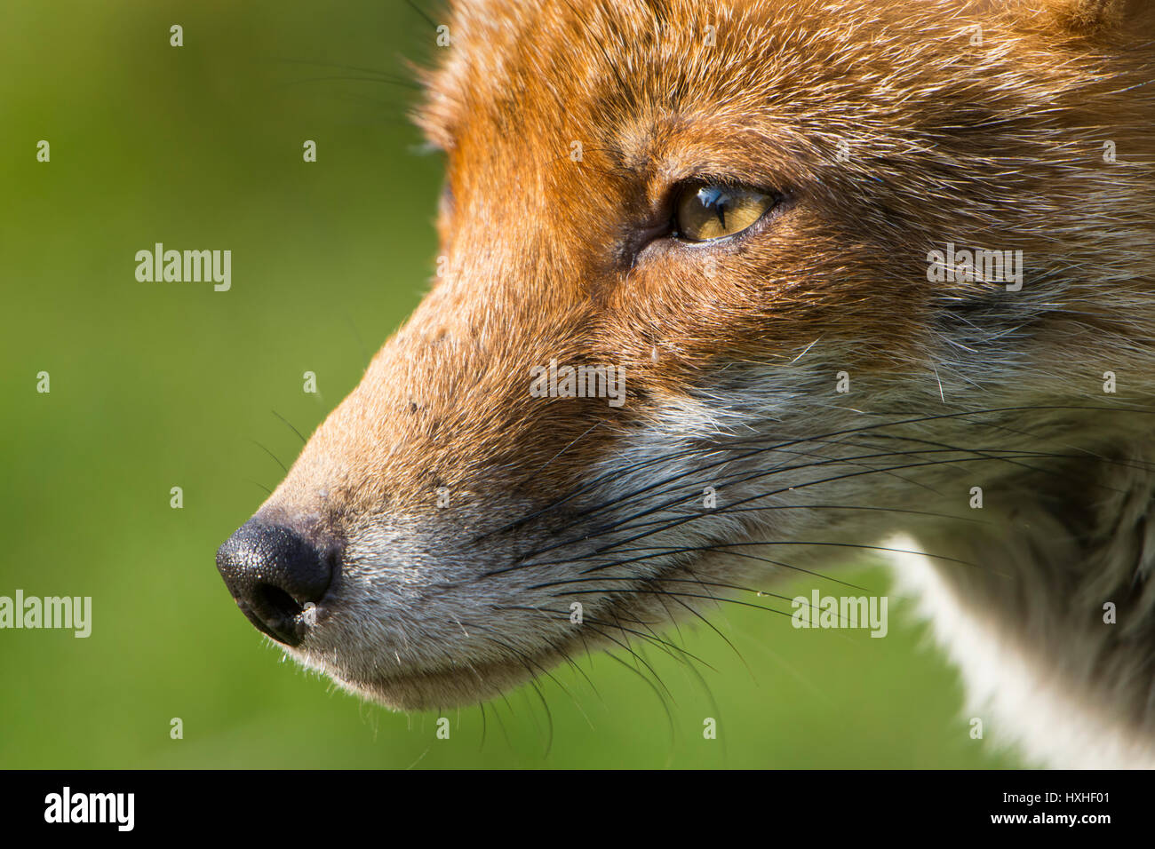 Extreme close up del viso e del muso di un Rosso volpe (Vulpes vulpes) vixen, Hastings, East Sussex, Regno Unito Foto Stock