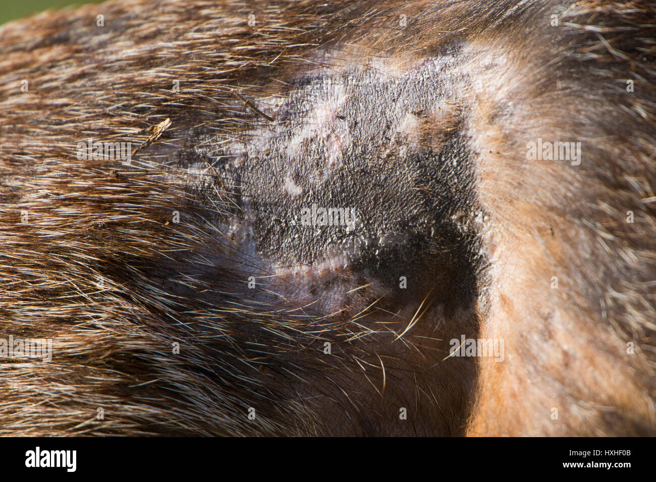 Close up del fianco di un Rosso volpe (Vulpes vulpes) mostra segni di rogna Sarcoptic, Hastings, East Sussex, Regno Unito Foto Stock