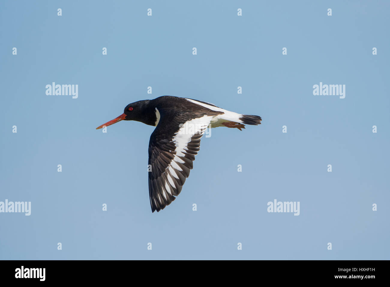 Un Eurasian Oystercatcher (Haematopus ostralegus) in volo, segala harbour Riserva Naturale, East Sussex, Regno Unito Foto Stock