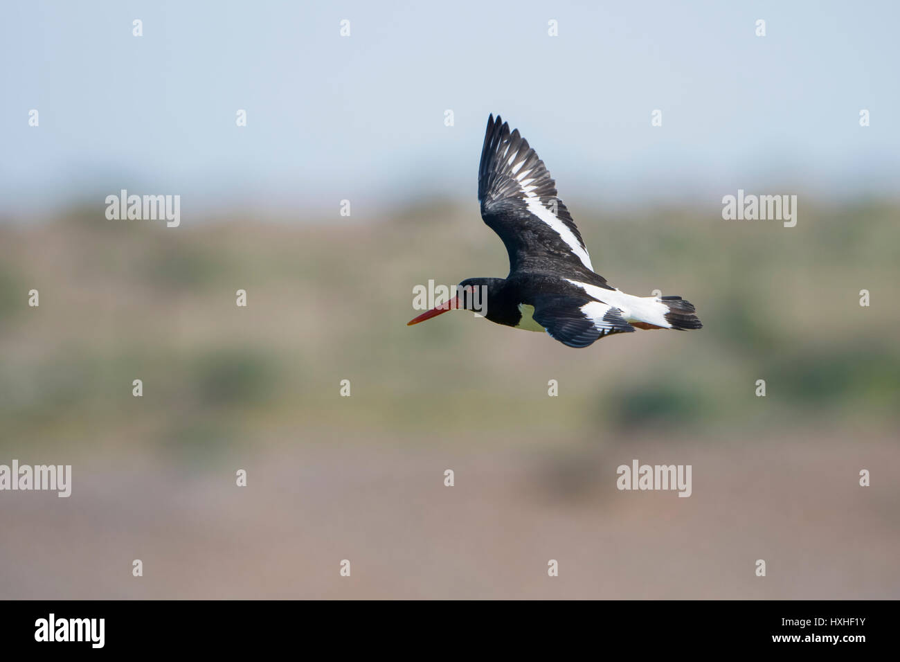 Un Eurasian Oystercatcher (Haematopus ostralegus) in volo, segala harbour Riserva Naturale, East Sussex, Regno Unito Foto Stock