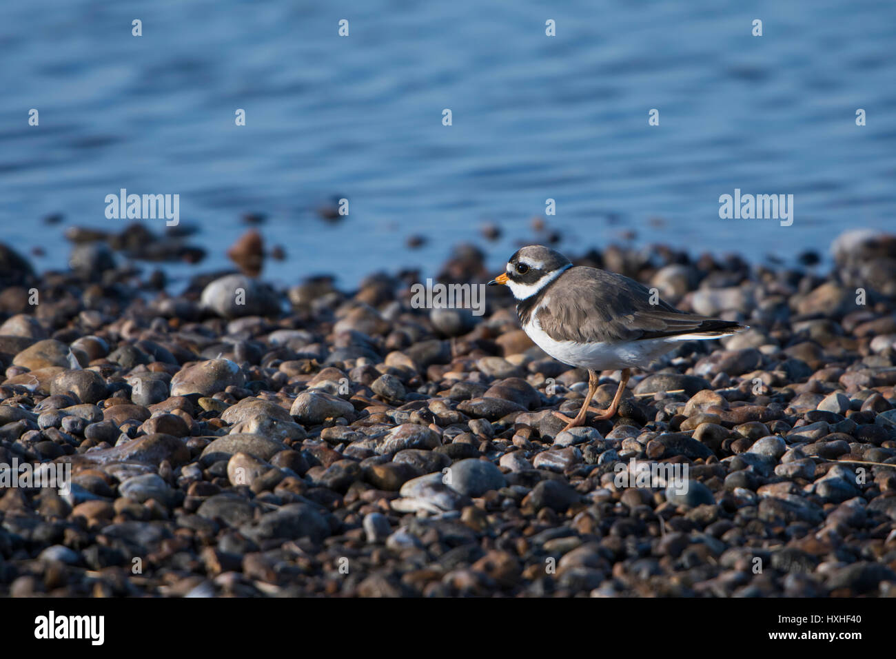 Un comune di inanellare Plover (Charadrius hiaticula) permanente sulla ghiaia a bordo d'acqua, segala harbour riserva naturale, East Sussex, Regno Unito Foto Stock