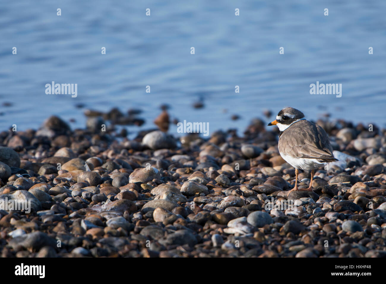 Un comune di inanellare Plover (Charadrius hiaticula) permanente sulla ghiaia a bordo d'acqua, segala harbour riserva naturale, East Sussex, Regno Unito Foto Stock