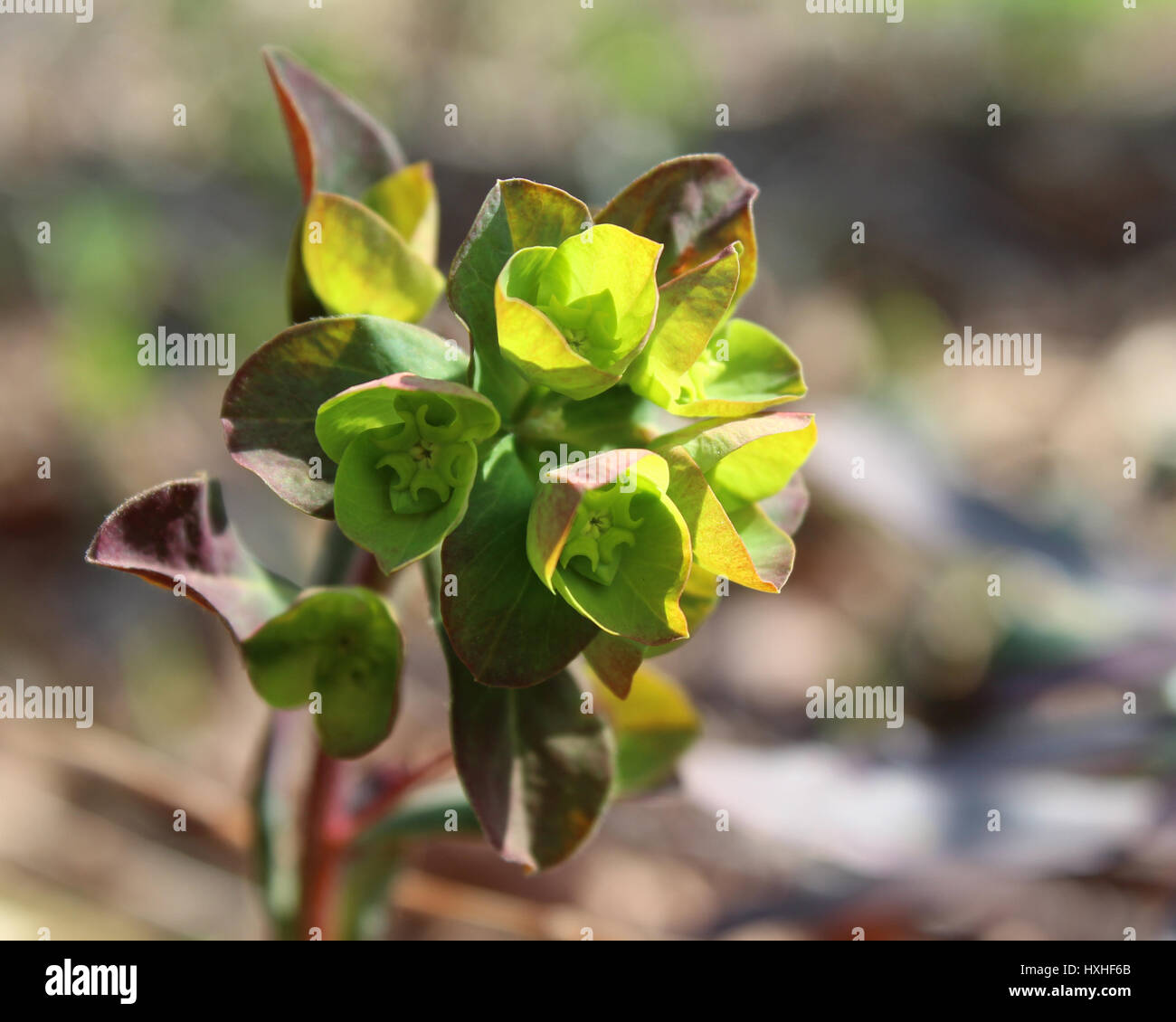 L'insolita fiori verdi di Euphorbia amygdaloides purpurea, noto anche come viola euforbia di legno in una naturale ambiente all'aperto. Foto Stock