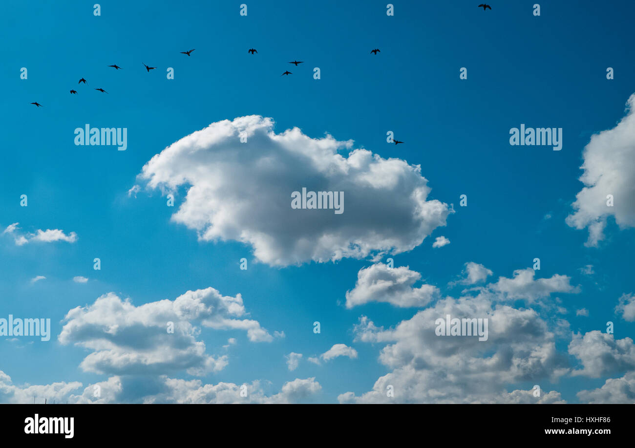 Blu cielo con stormo di uccelli sopra le nuvole. Foto Stock