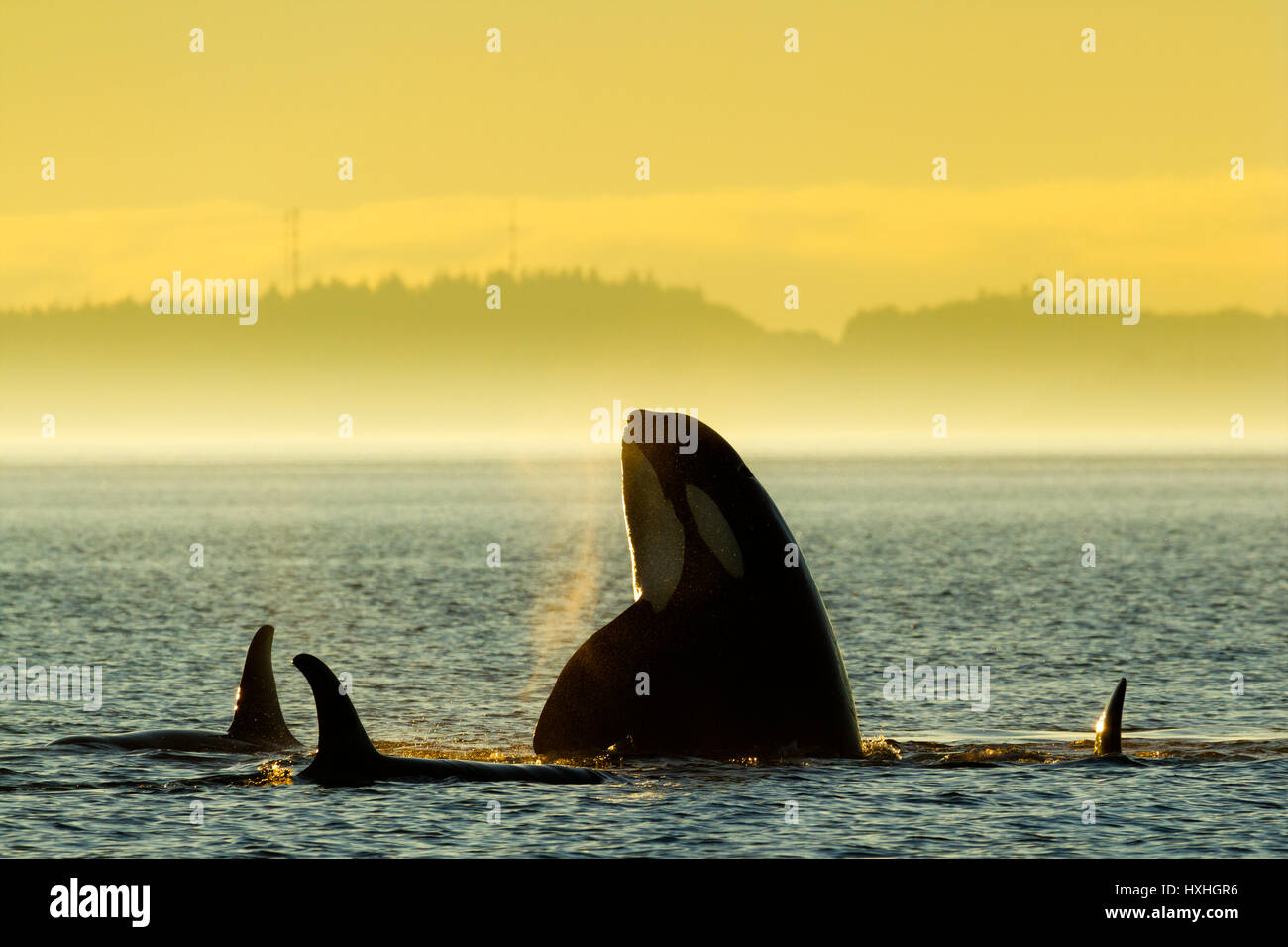 Northern Resident orche giocando e spyhopping di fronte la baia di avviso, isola di cormorani, British Columbia, Canada. Orcinus orca Foto Stock