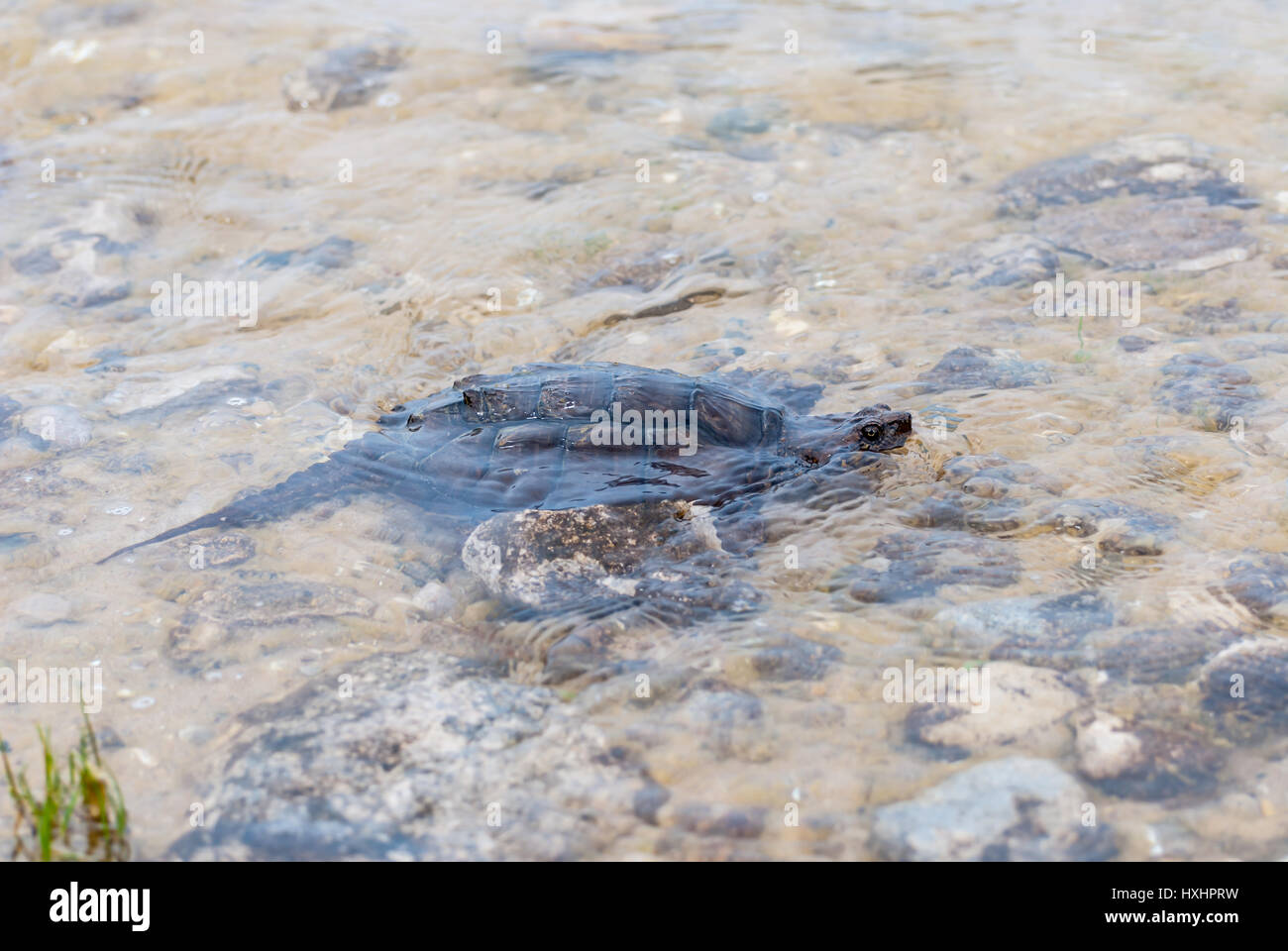 Una comune Tartaruga Snapping (Chelydra serpentina) passeggiate in acqua poco profonda in un lago. Foto Stock