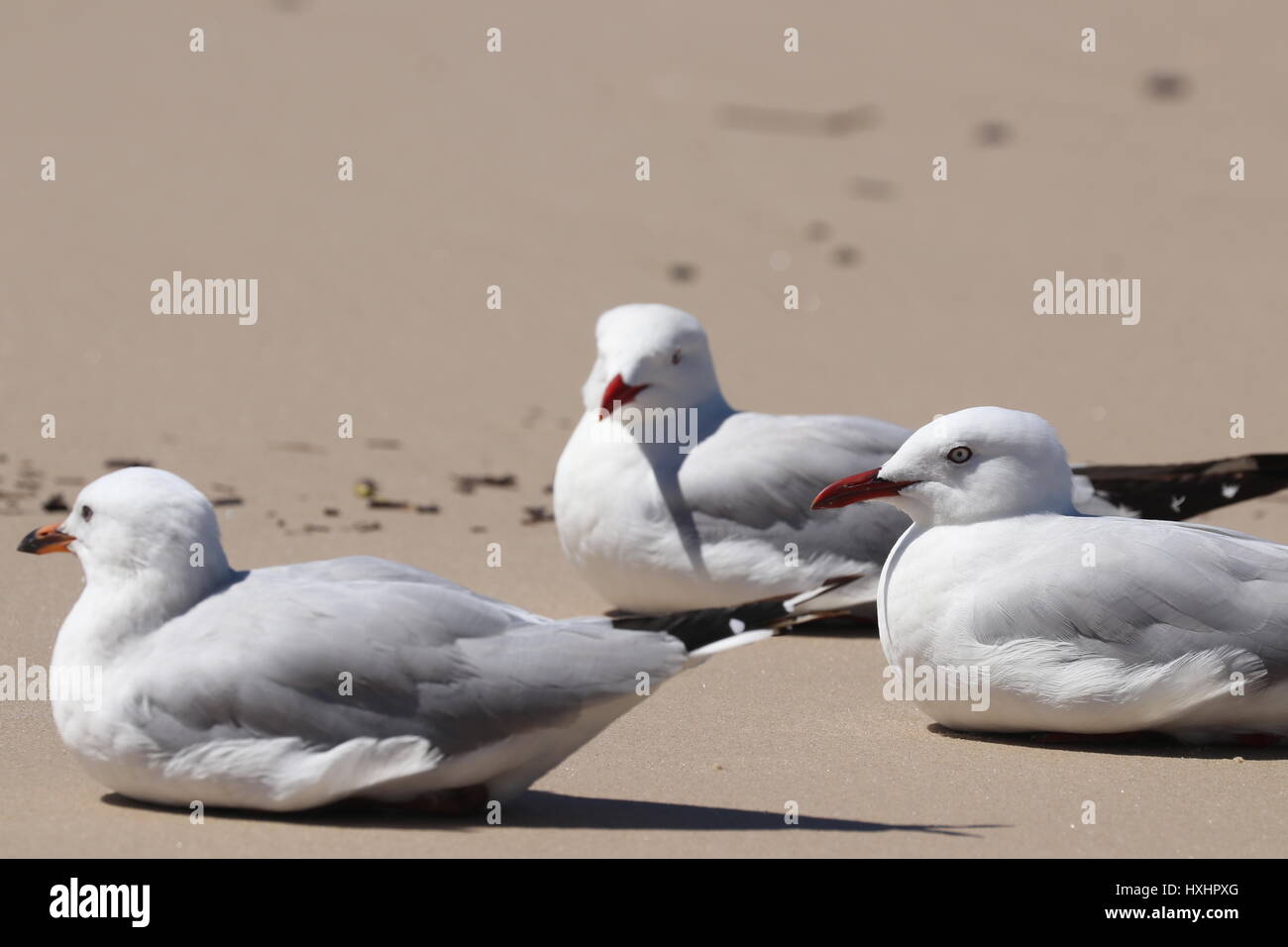 Gabbiani d'argento Foto Stock