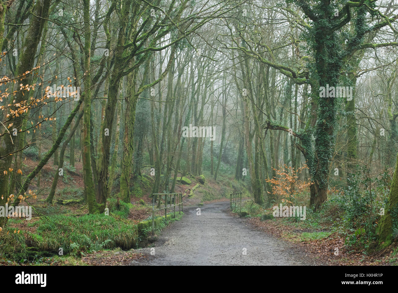 Foschia mattutina nel bosco Foto Stock