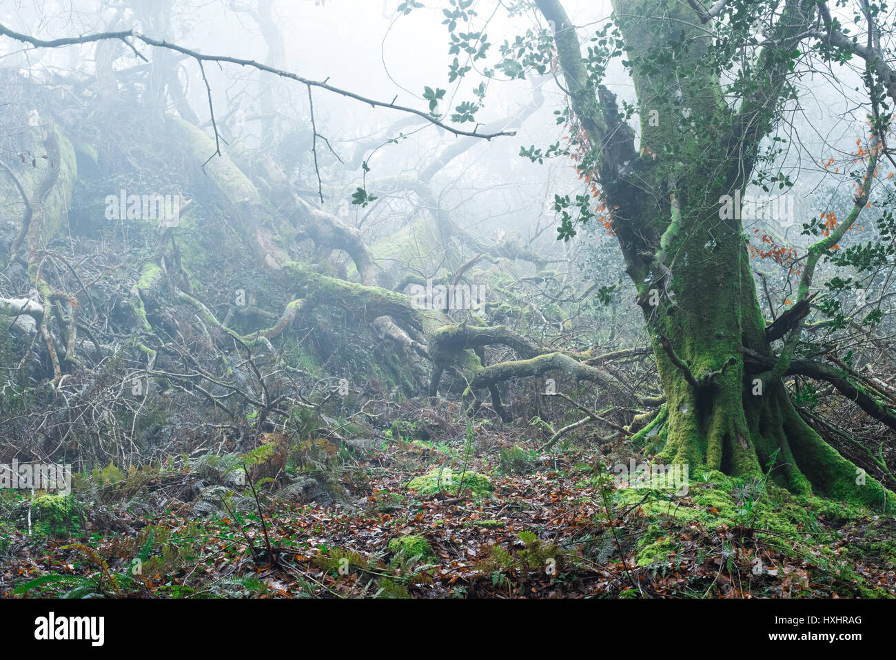 Foschia mattutina nel bosco Foto Stock