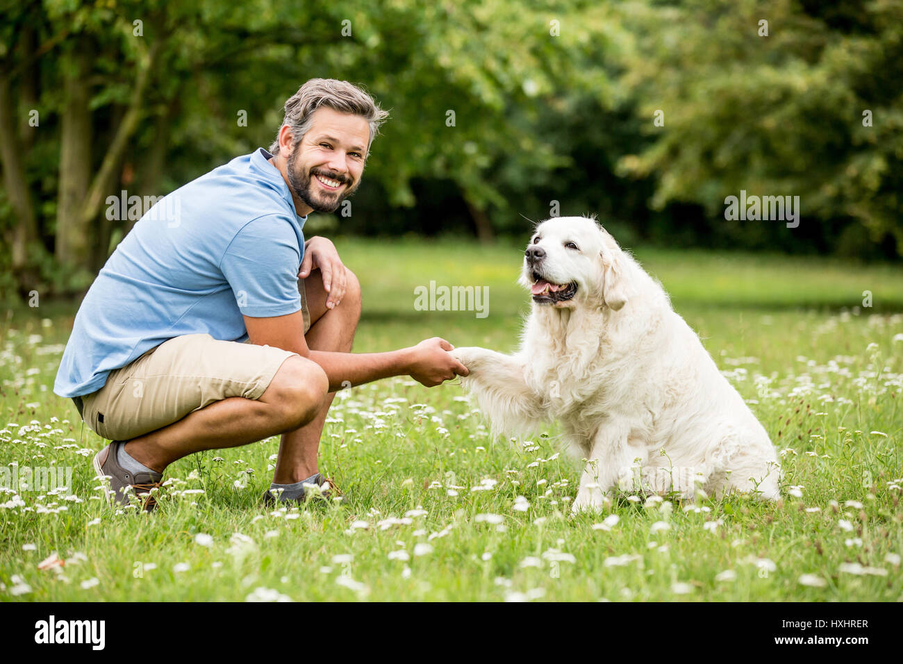 L'uomo formazione o addomesticare il Golden Retriever con successo in estate Foto Stock