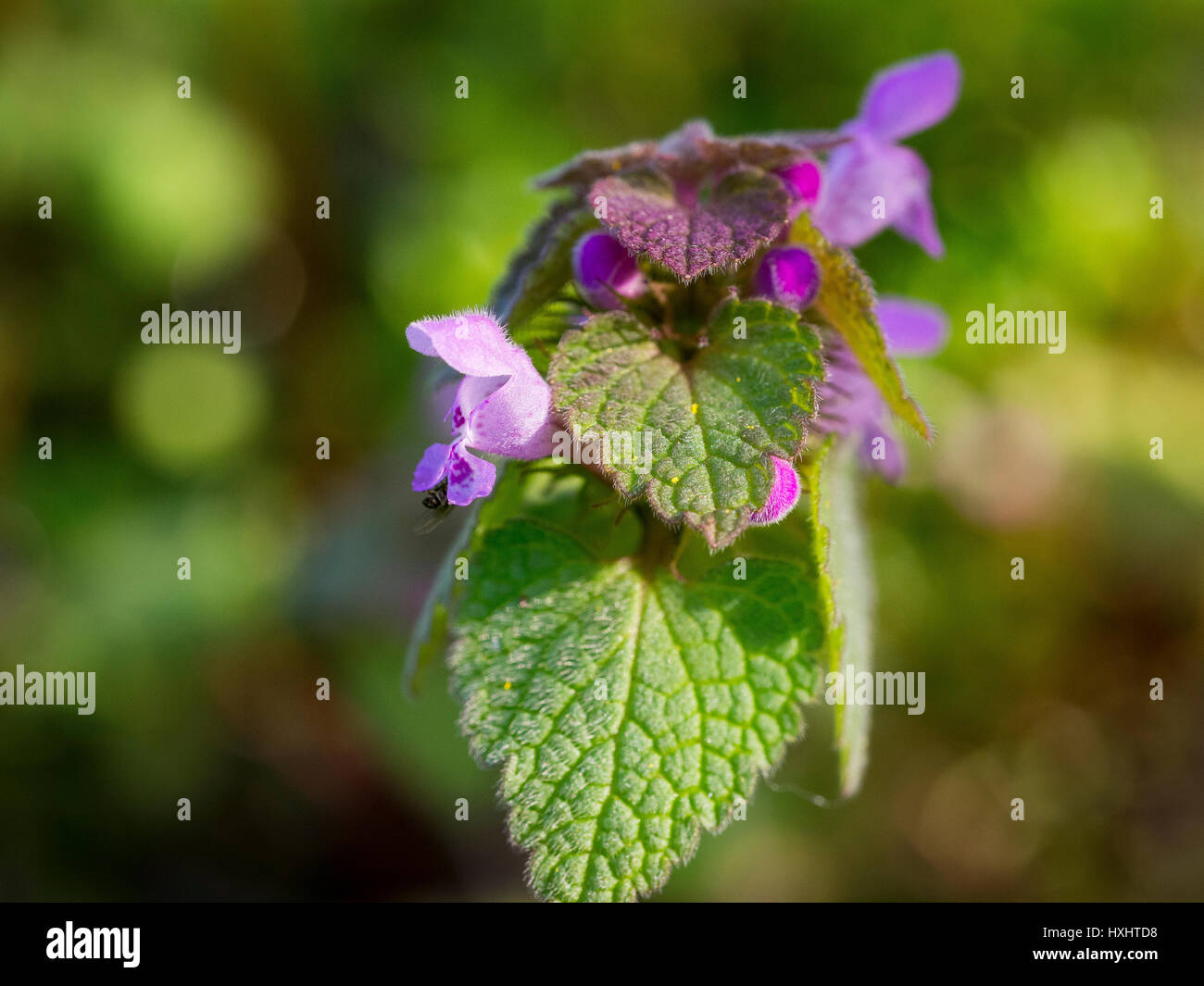 Lamium purpureum in fiore all'inizio della primavera Foto Stock