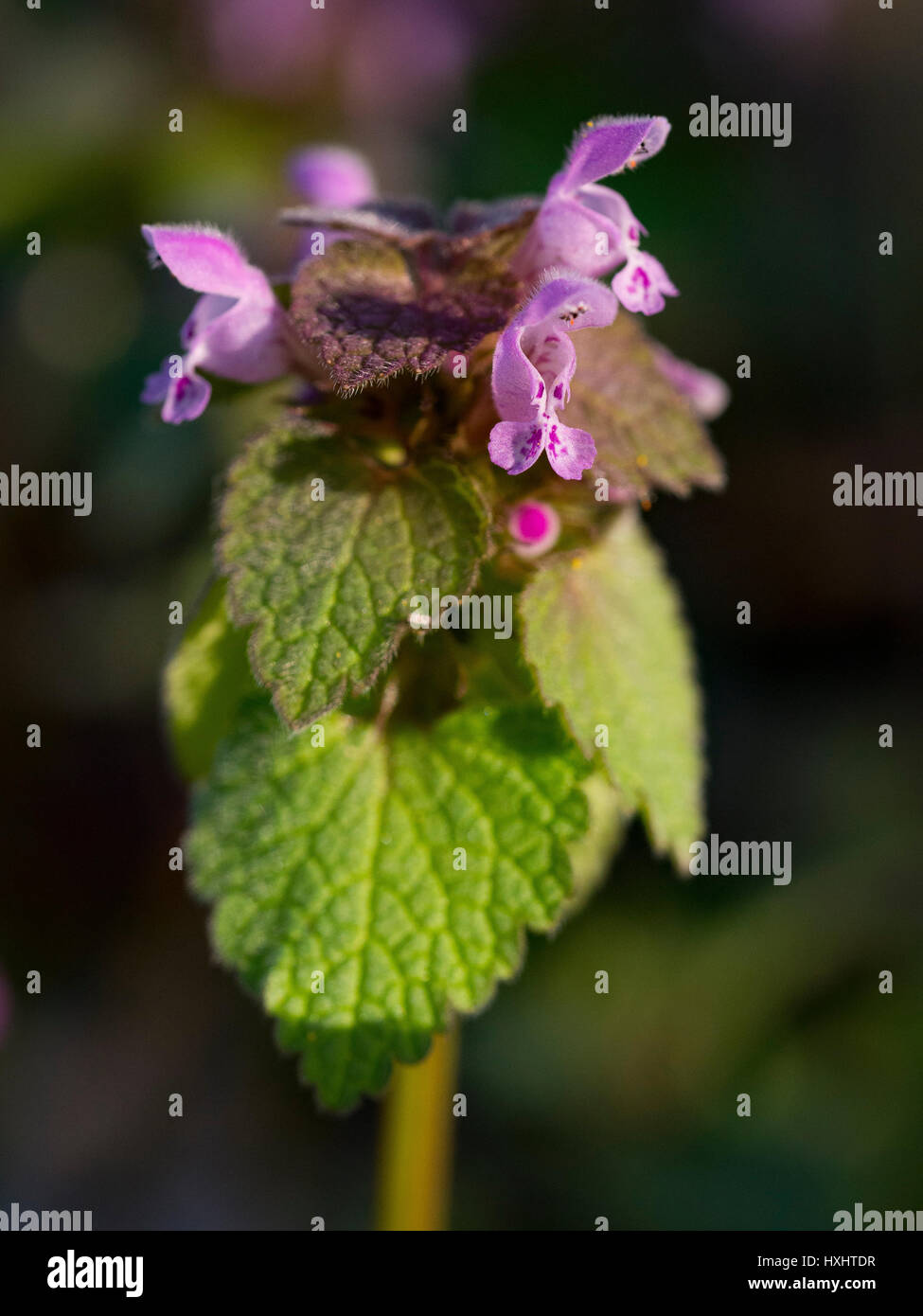 Lamium purpureum in fiore all'inizio della primavera Foto Stock