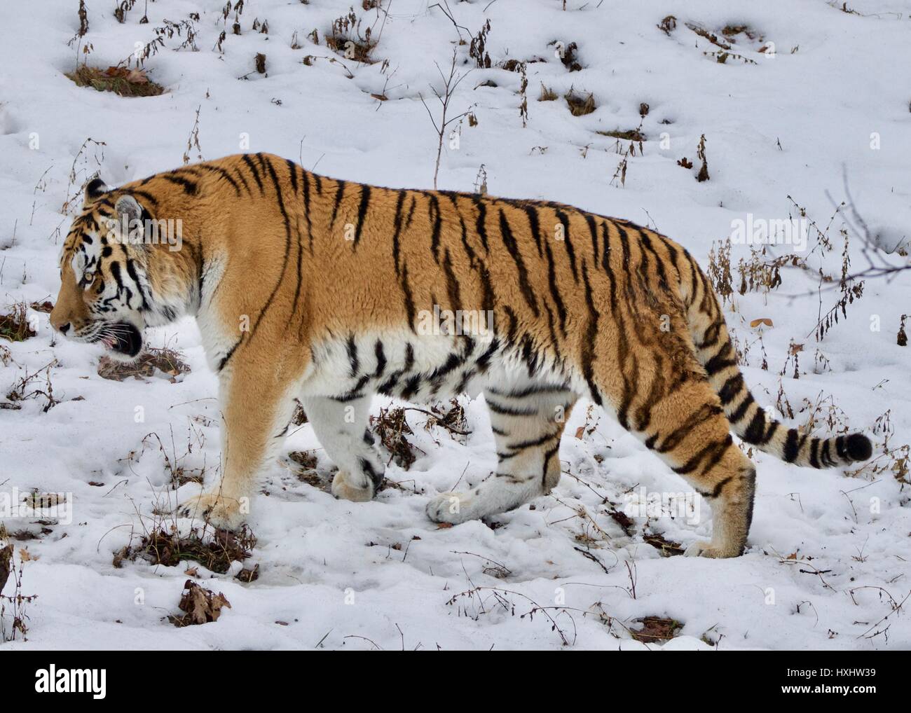 Tigre Foto Stock