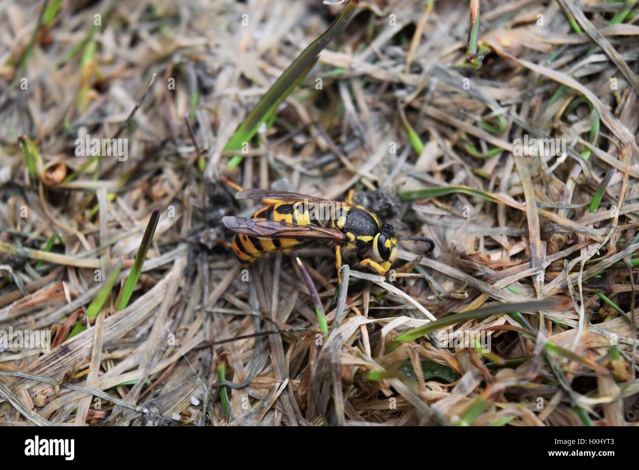 Giacca gialla sull'erba invernale Foto Stock